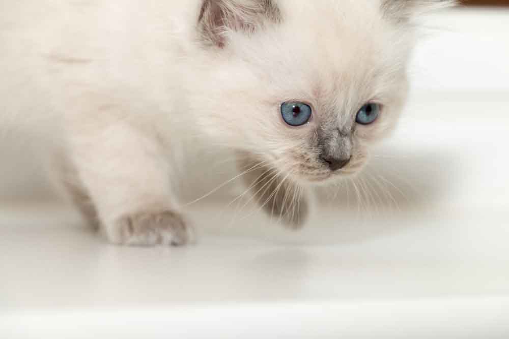 Ragtopia Blue Colourpoint Ragdoll Kitten